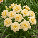 5 Pale Yellow Daylily Roots, Hardy Perennial Flower for Garden Beds and Borders Planting, Easy Care, Ready to Grow