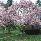 Saucer Magnolia Tree Live Plant in 2.5 Inches Pot, Dormant in Winter, 6-12 Inches in Tall, Ornamental Spring Flowering Tree, Outdoor