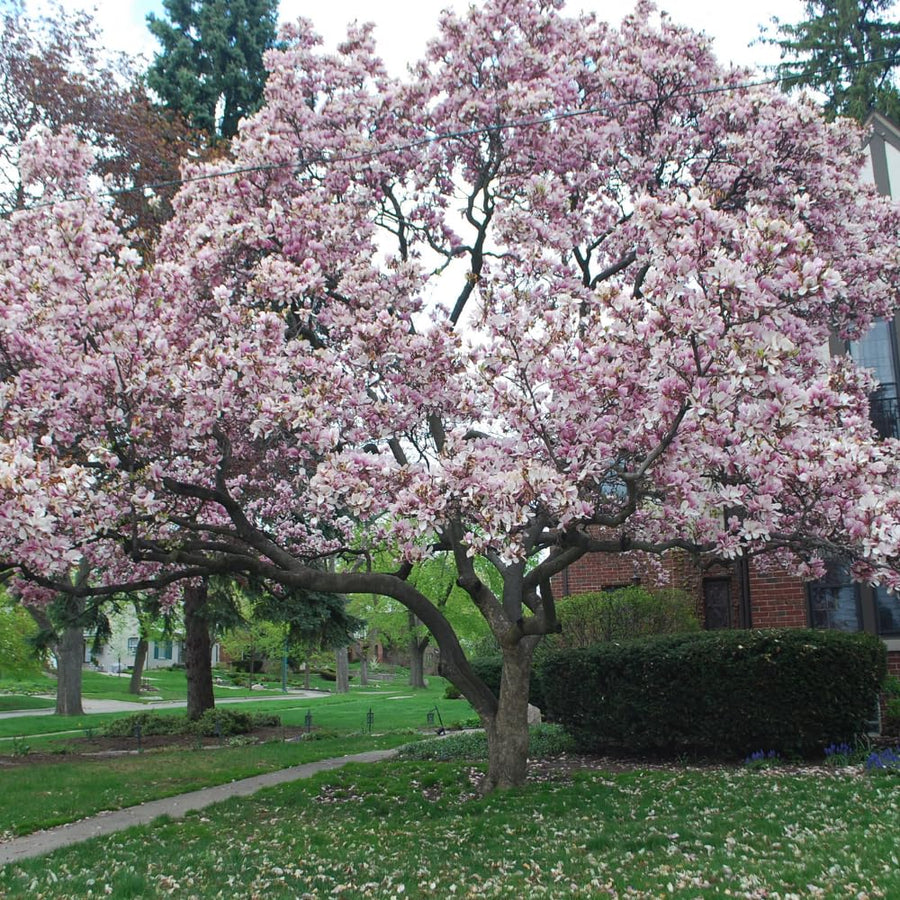 Saucer Magnolia Tree Live Plant in 2.5 Inches Pot, Dormant in Winter, 6-12 Inches in Tall, Ornamental Spring Flowering Tree, Outdoor