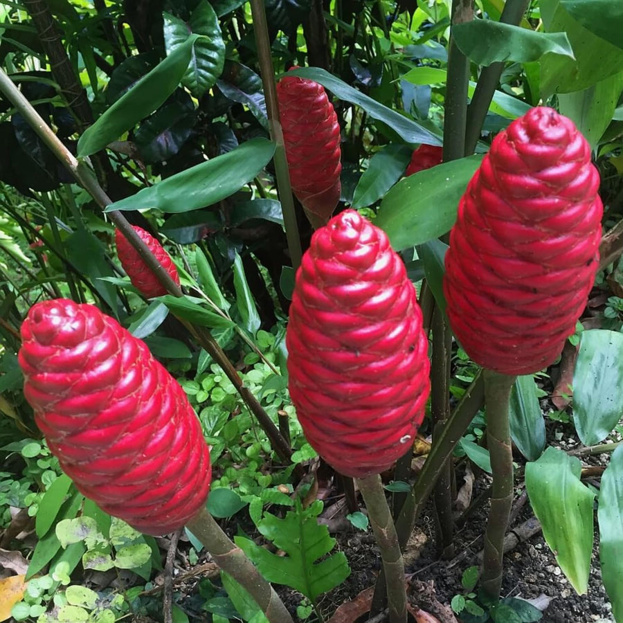 2 Awapuhi Shampoo Ginger Roots for Planting, Zingiber Zerumbet Pinecone Ginger Rhizomes, Fresh Ginger Rhizomes to Grow