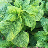 5000 Green Amaranth Seeds for Planting, Tricolor Vegetable Seeds for Garden, Fresh Amaranth Seed for Raised Beds, Containers or Outdoor Growing