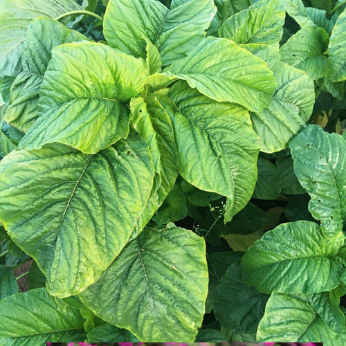 5000 Green Amaranth Seeds for Planting, Tricolor Vegetable Seeds for Garden, Fresh Amaranth Seed for Raised Beds, Containers or Outdoor Growing