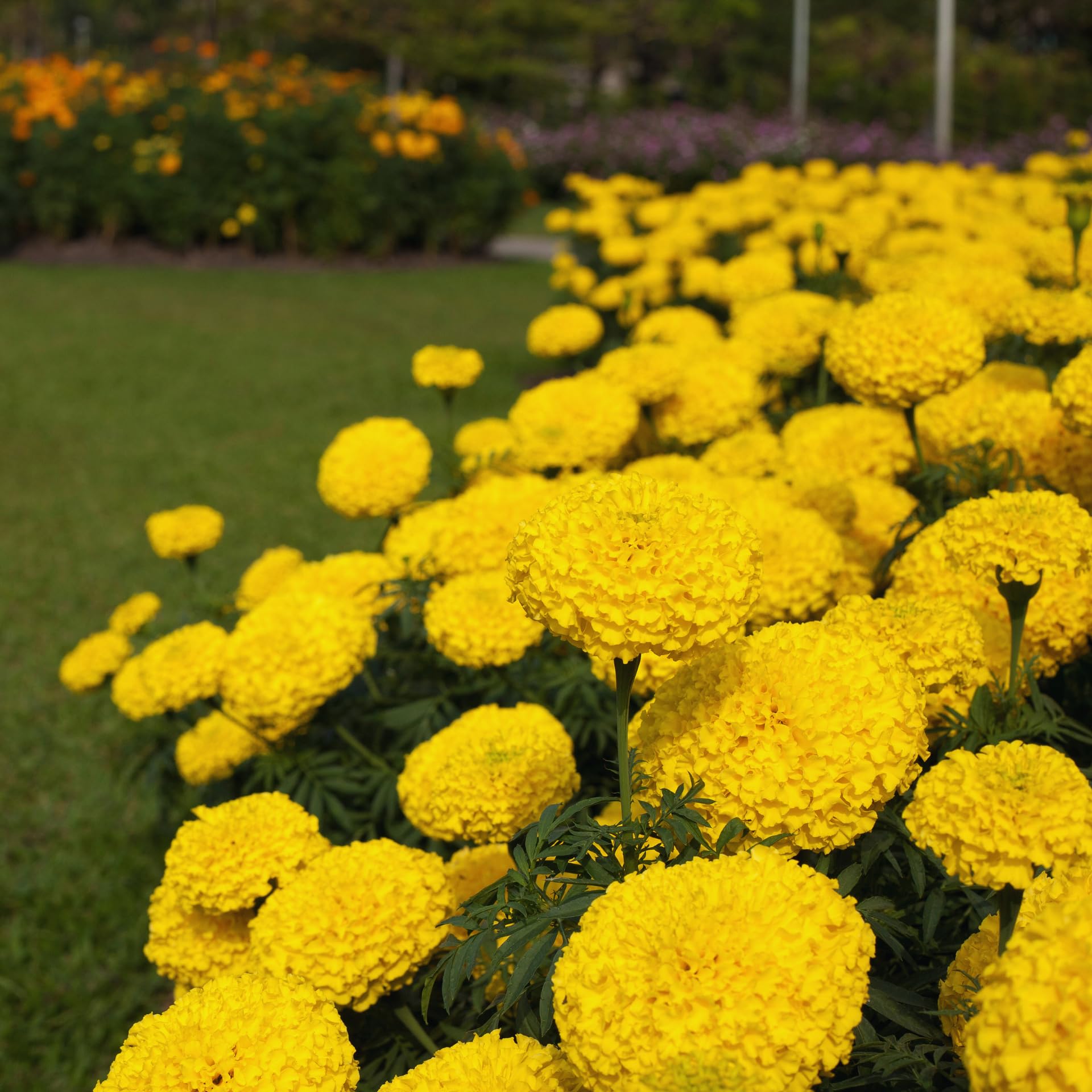 Yellow Marigold Plants Live, 3 Starter Plant, Live Marigold Flower Plants Indoor or Outdoors Growing Planting Gardening