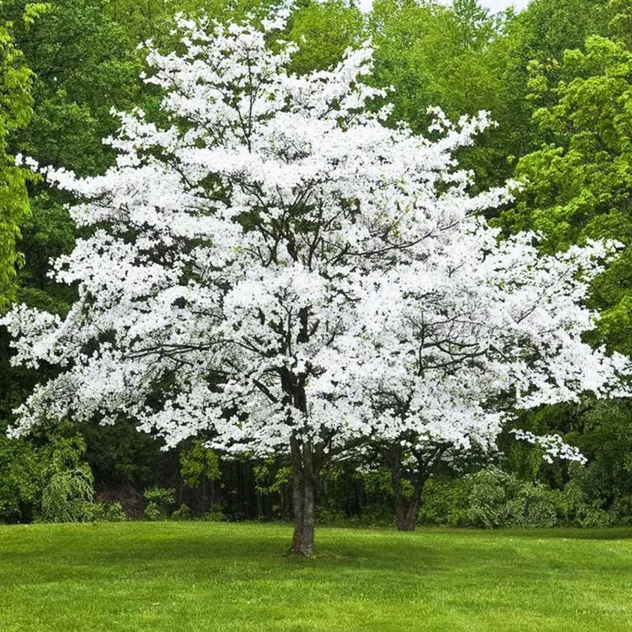 White Dogwood Tree Live Plant 1 Year Old in Quart Pot, 6-12" in Tall, Dormant in Winter, Spring Blooms