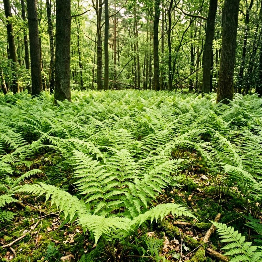 5 Lady Fern Rhizomes Live Plants for Planting, Ferns Live Plants Outdoors Indoors Full Shade, Bare Roots, Fast-Growing
