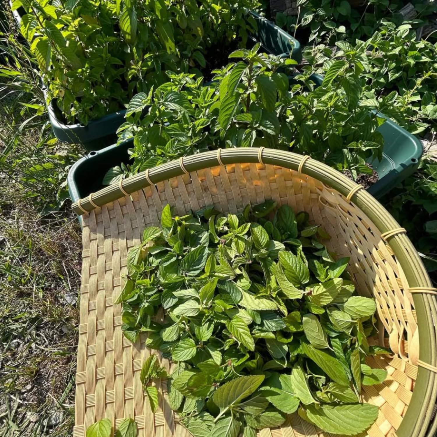 TANKDA Sets 2 Live Mint Plants Herb in 3.5" Pot, Fresh Mojito for Indoor Outdoor Growing, Spring Planting, 5-9" in Tall