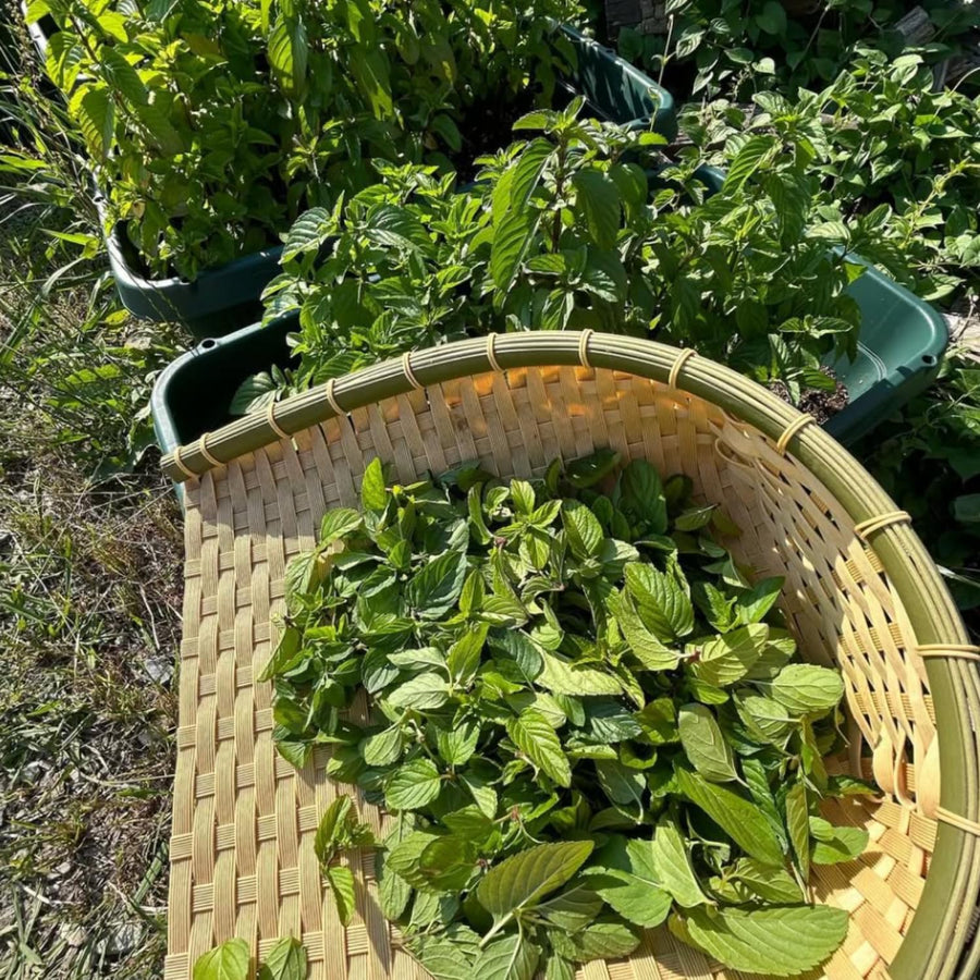 TANKDA Sets 2 Live Mint Plants Herb in 3.5" Pot, Fresh Mojito for Indoor Outdoor Growing, Spring Planting, 5-9" in Tall