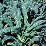Blue Kale Live Plant in 4″ Pot, Well Rooted Kale Plants, Vegetable for Garden or Container Planting