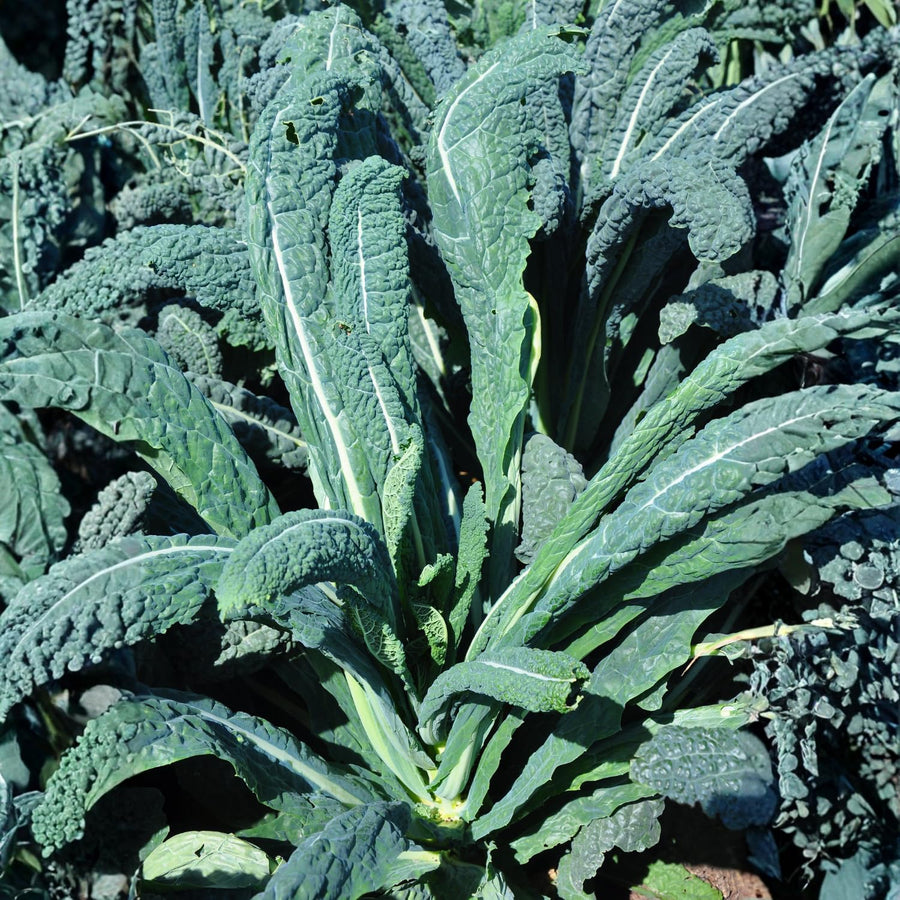 Blue Kale Live Plant in 4″ Pot, Well Rooted Kale Plants, Vegetable for Garden or Container Planting