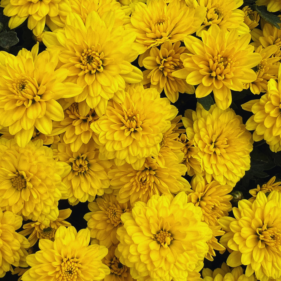 Chrysanthemum Plants Live Tree Well Rooted, 4 to 6 Inches Tall, Mums Plants Live, 2 Plants for The Patio and Garden (Yellow)