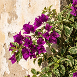 Bougainvillea Live Plant, Bougainvillea Flowering Vine Well Rooted 4-8 Inch Tall - Purple Variegated