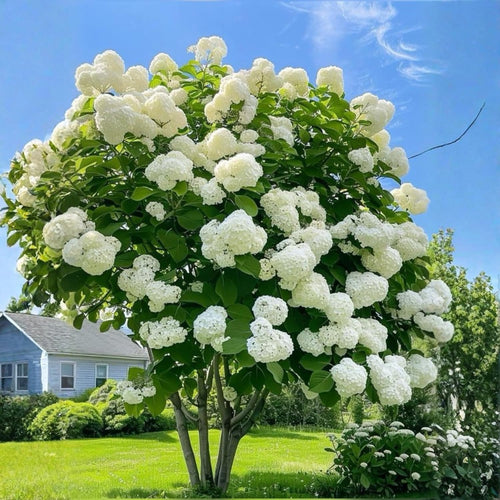 Live Viburnum Bush in 4 Inch Pot, Hardy Flowering Shrub for Outdoor Garden, Landscape or Hedge (Old Fashioned)
