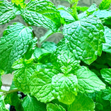 TANKDA Sets 2 Live Mint Plants Herb in 3.5" Pot, Fresh Spearmint for Indoor Outdoor Growing, Spring Planting, 5-9" in Tall