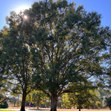 2 Willow Oak Tree Live Plants, 12–18 Inch Tall Oak Tree, Hardy Shade Tree for Outdoor Garden or Landscape