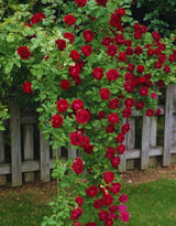 Don Juan Rose Live Plant, Don Juan Climbing Rose Plant Live, Donjuan Climber Plant for Planting, No Leaf, Trim Back, Well Rooted, Bare Root
