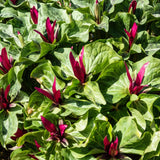 20 Red Trillium Bulbs, Large Trillium Flower Bulbs Roots for Growing, Easy to Plant