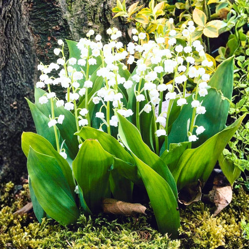 10 Lily of The Valley Roots, Cold Hardy Perennial White Lilies Bulbs for Garden,Spring Planting