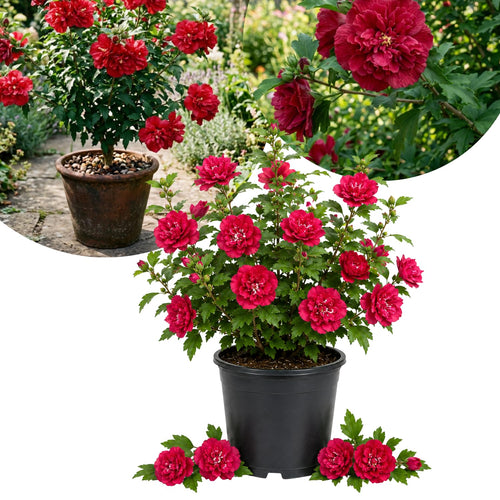 Red Rose of Sharon Live Plant in Quart Pot, Althea Hibiscus Flowering Shrub for Outdoor Garden