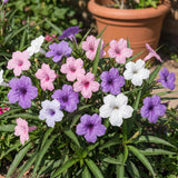 2 Assorted Mexican Petunia Live Plants 4 Inch Pot, Hardy Live Petunia Flowering Garden Plant, Perennial Ground Cover, Long Blooming Season
