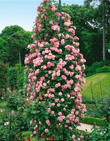 Pink Rose Live Plant, Climbing Rose Plant Live, Pink Climber Plant for Planting, No Leaf, Trim Back, Well Rooted, Bare Root
