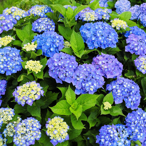 Blue Hydrangea Live Plant, Quart Pot Hydrangea Plant - Change Bloom Colors, Perennial Hardy Blooming Shrub for Garden, Patio and Landscape