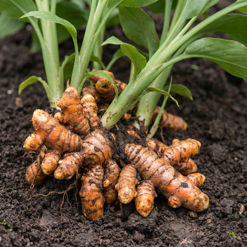 8 Turmeric Roots for Planting, Turmeric Planting Roots for Garden or Container Growing, High Yield, Ready tor Grow
