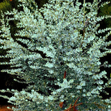 2 Baby Blue Eucalyptus Trees Live Plants - 5 to 9 Inches Tall Starter Plant, Fragrant Leaf, Hardy, Dormant in Winter