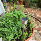 TANKDA Sets 2 Live Mint Plants Herb No Pot, Fresh Strawberry Mint for Indoor Outdoor Growing, Spring Planting, 5-9" in Tall