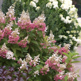 Pink Hydrangea Live Plant, Quart Pot, Color Changing Hydrangea Bush, Hardy Perennial Flowering Shrub, 8-14" Tall