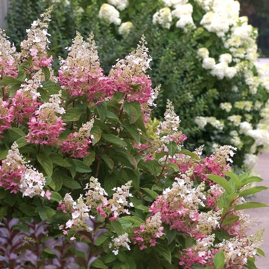 Pink Hydrangea Live Plant, Quart Pot, Color Changing Hydrangea Bush, Hardy Perennial Flowering Shrub, 8-14" Tall