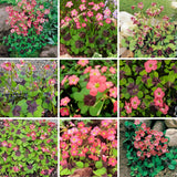 Oxalis Plant in 4'' Pot, 4-8'' Tall, Shamrock Flowers Plants, Perennial Flower Plants for Indoor and Outdoor Garden (Dark Pink Oxalis)