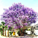 Jacaranda Mimosifolia Live Plant, 8-10 Inches Tall in 4" Pot, Blue Purple Flowering Tree for Outdoor Growing Garden and Landscape
