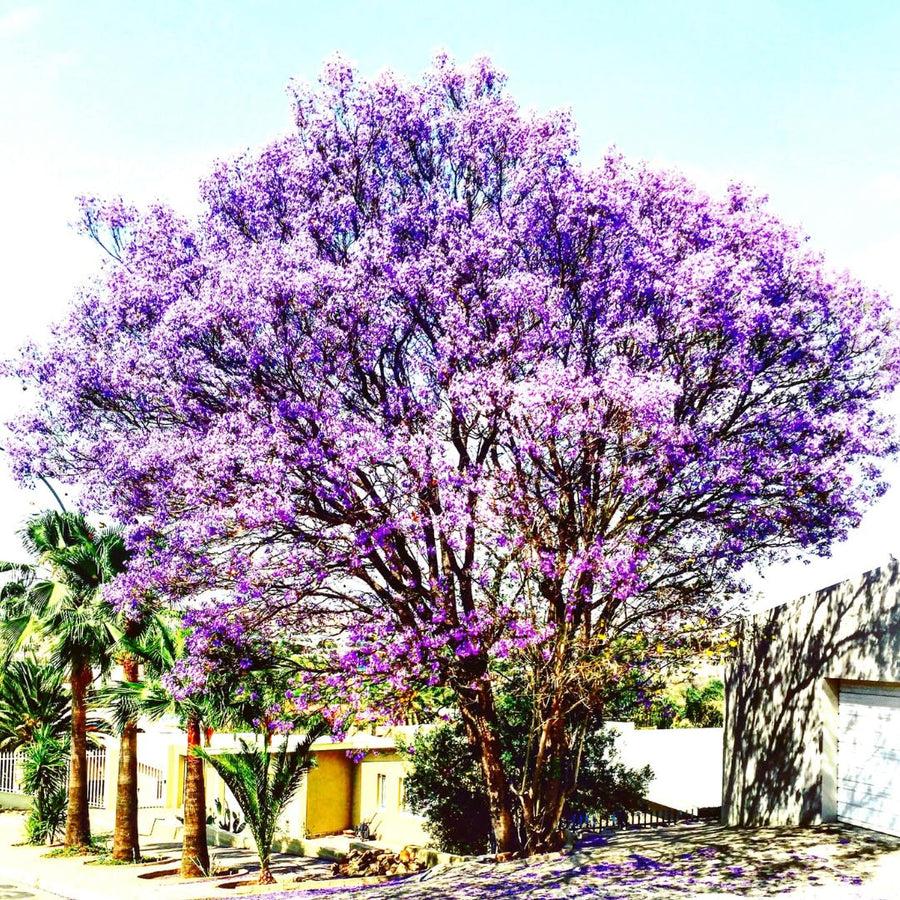 Jacaranda Mimosifolia Live Plant, 8-10 Inches Tall in 4" Pot, Blue Purple Flowering Tree for Outdoor Growing Garden and Landscape