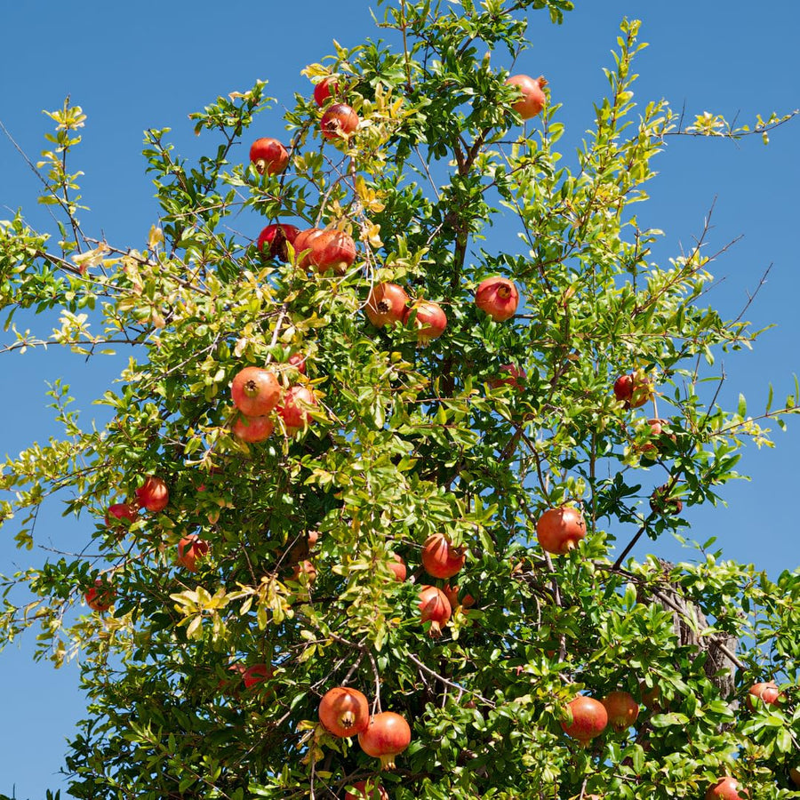 Sweet Pomegranate Tree Live Plant, Wonderful Pomegranate Tree, Zone 8 to 11, Size 10 to 12 Inch Tall, Well Rooted, Easy to Plant