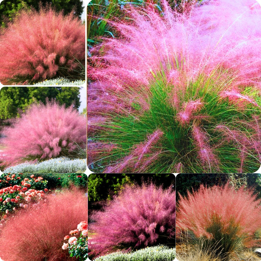 2 Ornamental Grass Plants - Mix Muhly Grasses Live Plants Perennial - 5-9 Inc Tall - Live Grass Seedlings Indoor Outdoor