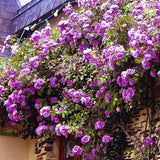 Rose Bush Live Plant - Climbing Rose Plant Live - Bareroot with Soil 7-10 Inch Tall - Fragrant Rose Flowers Heirloom Rose Shrub (Purple Rose Plant)