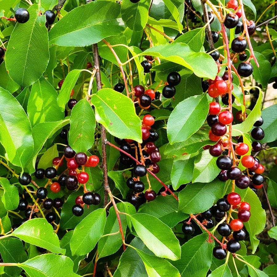 Set 2 Black Cherry Trees Live Plants, Sweet Cherry Plant Live Fruit Tree, 1-2 Feet Tall, Cherry Tree Plant for Planting, Bareroots