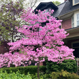 Pack 2 Pink Dogwood Trees Live Plants in Quart Pot, 1 Year Old 6-14 Inches Tall, Flowering Dogwood Trees Plants Live for Outdoor Planting Spring