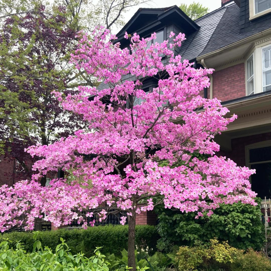 Pack 2 Pink Dogwood Trees Live Plants in Quart Pot, 1 Year Old 6-14 Inches Tall, Flowering Dogwood Trees Plants Live for Outdoor Planting Spring