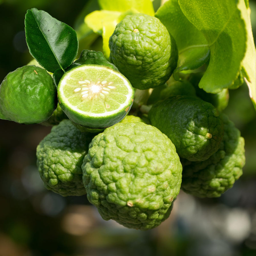 Thai Lime Tree Live Plant 2 Years Old, Ready to Bear Fruit, Grafted Fragrant Citrus Lime Fruit, 2-3 Feet Tall, Zones 9-11