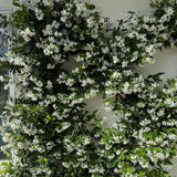 Jasmine Plant Live, White Fragrant Jasmine Flowering Vine, 4-7 Inches, Flowers for Home Garden, Balcony, Trellis (Star Jasmine)