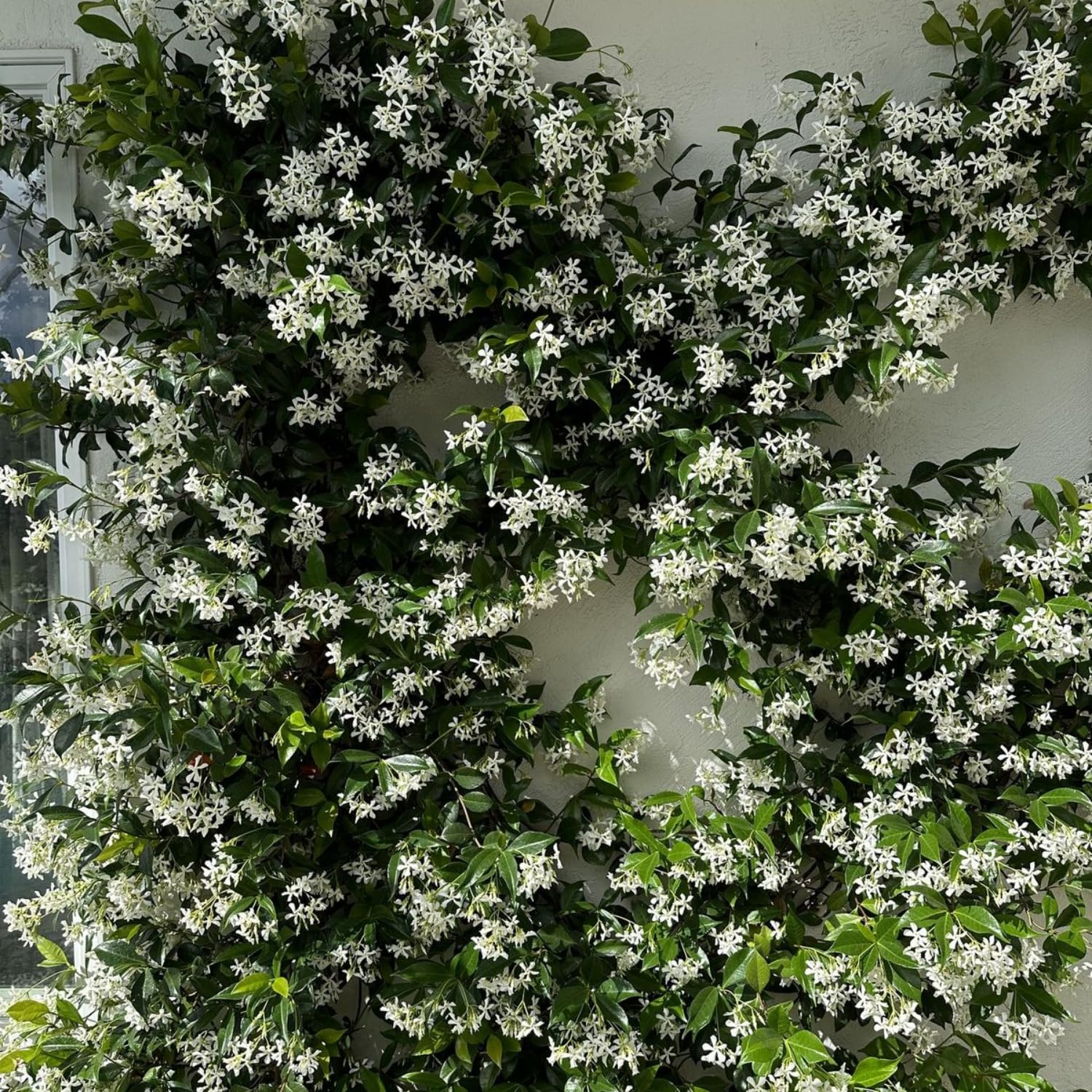Jasmine Plant Live, White Fragrant Jasmine Flowering Vine, 4-7 Inches, Flowers for Home Garden, Balcony, Trellis (Star Jasmine)