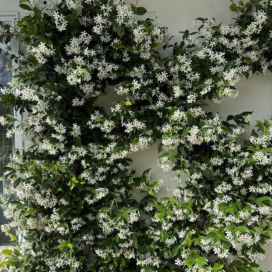 Jasmine Plant Live, White Fragrant Jasmine Flowering Vine, 4-7 Inches, Flowers for Home Garden, Balcony, Trellis (Star Jasmine)
