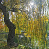 2 Weeping Willow Tree Live Plants, 2-3 Feet Tall, Weeping Willow Tree for Outdoor Garden