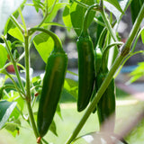 Pack 2 Green Pepper Plants, Live Hot Pepper Seedlings for Planting Outdoor Garden, 4 to 6 Inches Tall