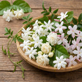 Random Jasmine Plant, Fragrant Jasmine Flower Vine 4-8 Inches Well Rooted for Container, Hanging Basket Growing