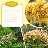 Butterfly Bush Shrubs, Yellow Butterfly Bush Live Plant Trees Shrub for Planting Garden Indoor Outdoor