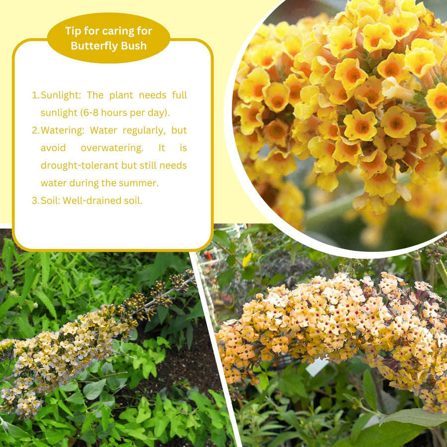 Butterfly Bush Shrubs, Yellow Butterfly Bush Live Plant Trees Shrub for Planting Garden Indoor Outdoor