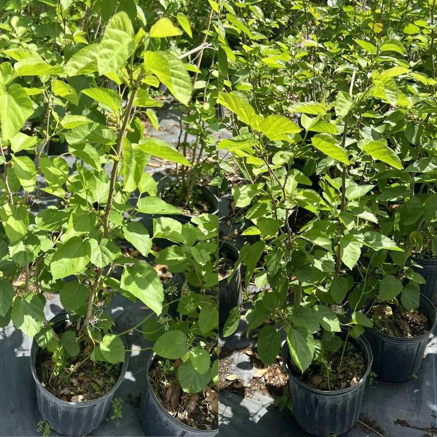 3 Years Old Red Mulberry Tree Live Plant, Ready to Bear Fruit, High Yielding, Zones 9-11, Size 2-3 Feet