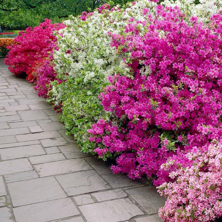 2 Mix Azalea Plants Live, 10 Inches Tall, Hardy Flowering Shrub for Outdoor Planting and Landscaping